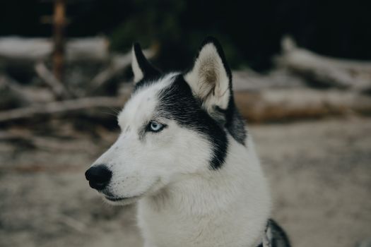 Husky Slow Feeder Bowl: Ultimate Guide & Benefits