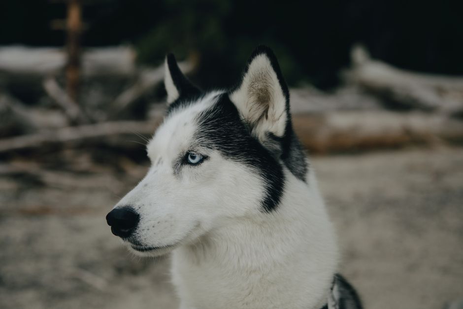Why Your Husky Needs a Slow Feeder Bowl