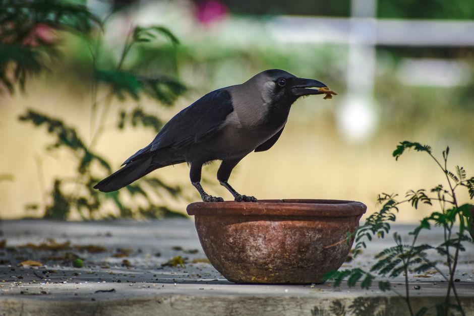 How Slow Feeder Bowls Work