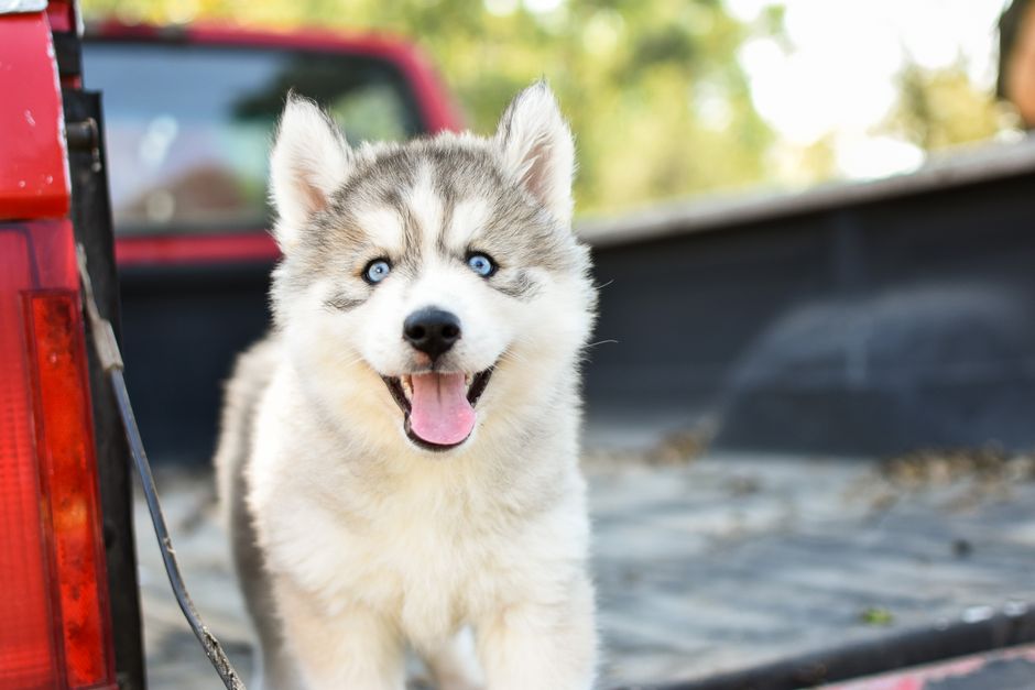 Choosing the Best Slow Feeder Bowl for a Husky