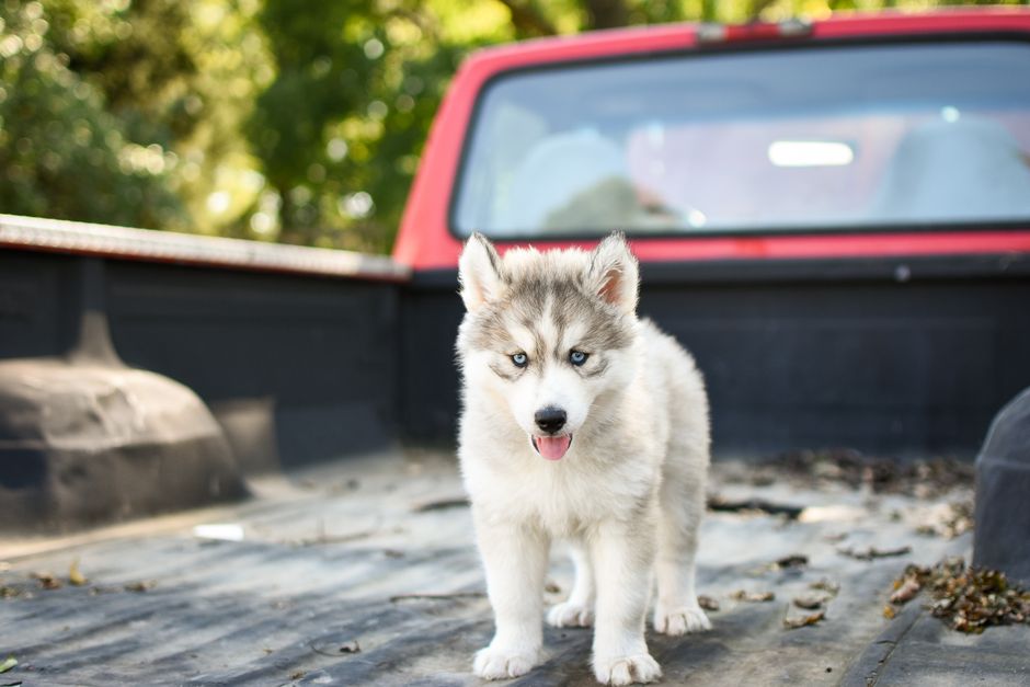Signs Your Husky Has a Food Allergy