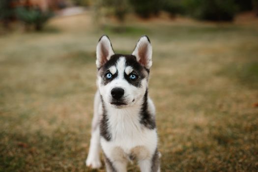 Husky Chicken Allergy Symptoms: A Complete Guide