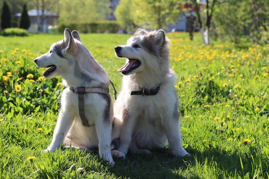 What Is a Chicken Allergy in Huskies?