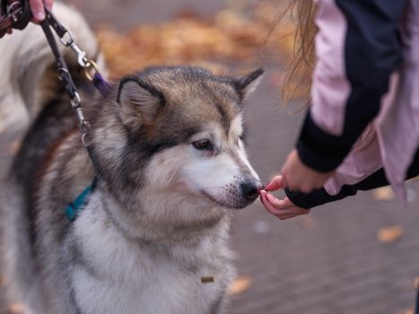Husky Homemade Treats Recipe: 5 Healthy Snack Ideas