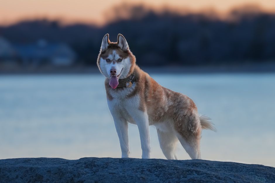 Understanding Your Husky's Nutritional Needs