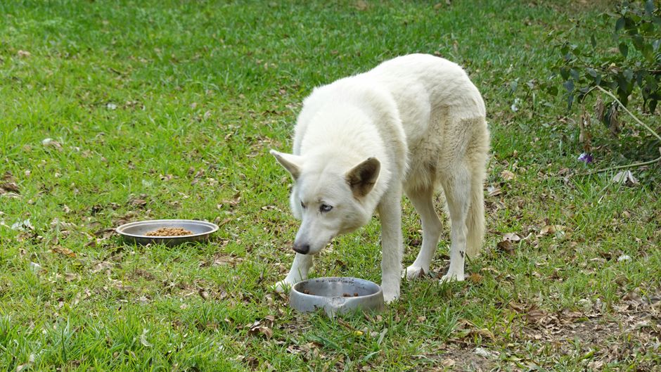 How Much Should You Feed a Siberian Husky?