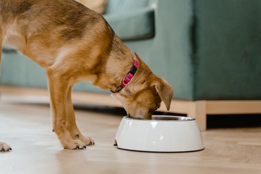 Husky Puppy Eating Guide: What, How Much & When to Feed