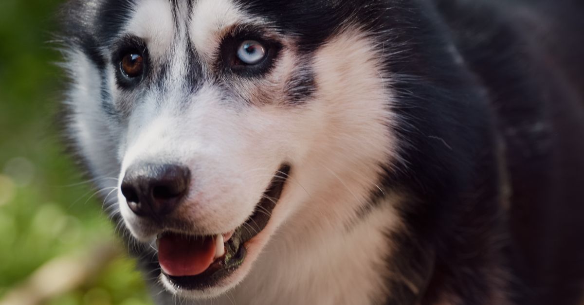 Share Your Husky Story (Reader Stories & How to Contribute)