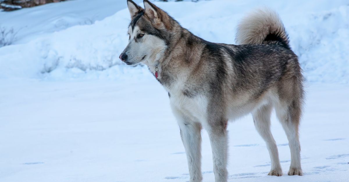 The Complete Guide to Husky Shedding: What's Normal, What's Not, and How to Survive It