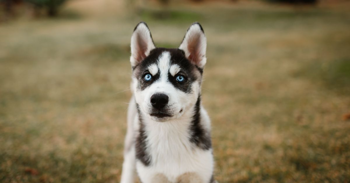 Best Dog Food for Huskies: A Research-Based Feeding Guide