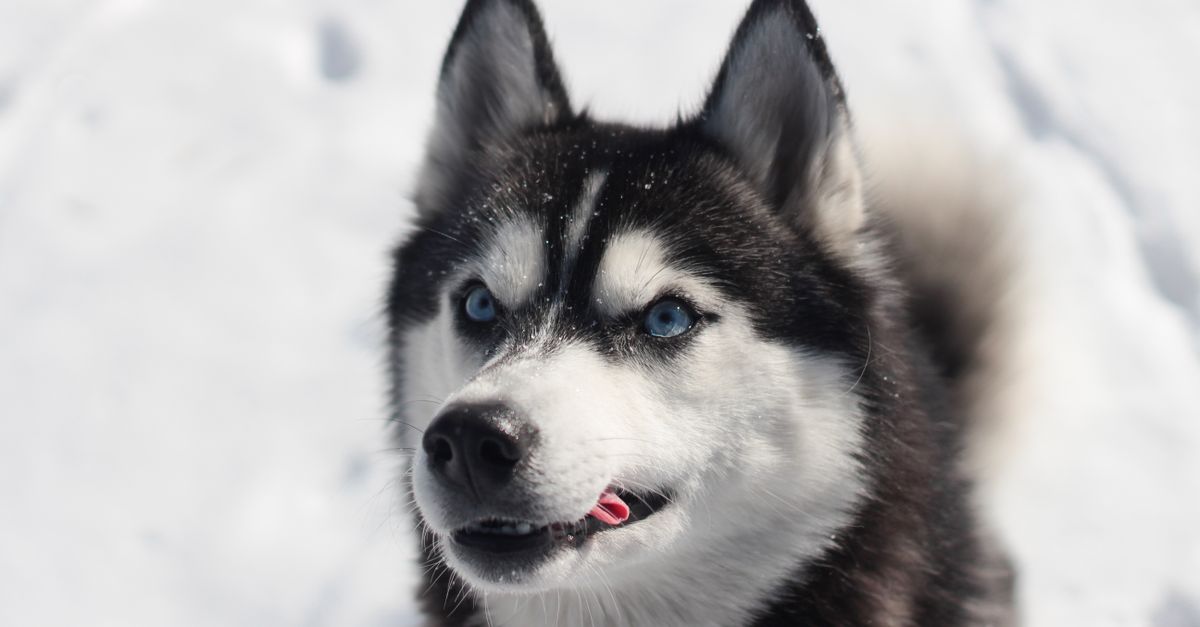 Husky Training: The Science-Backed Method That Actually Works