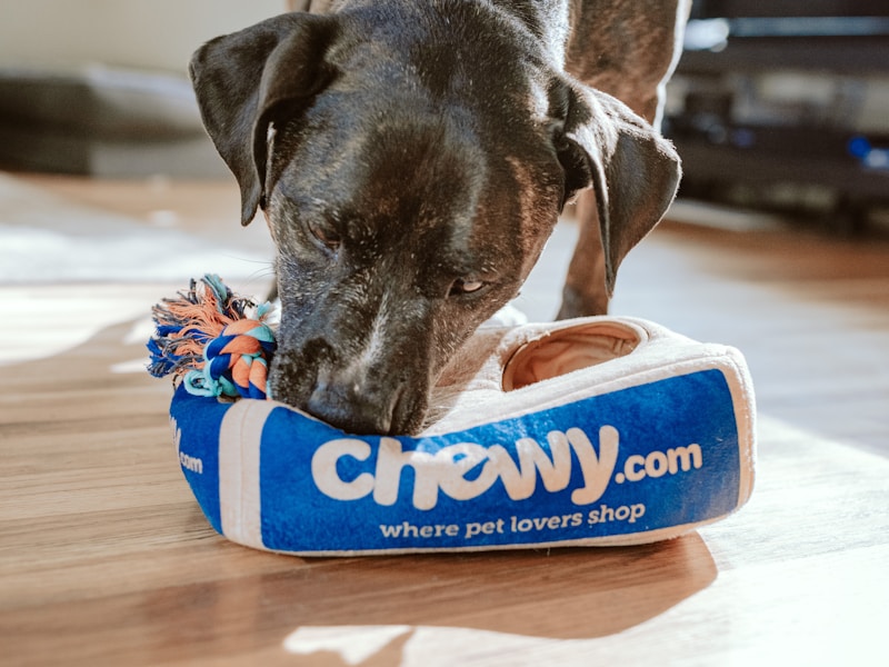 10 Best Toys for Huskies That Love to Chew