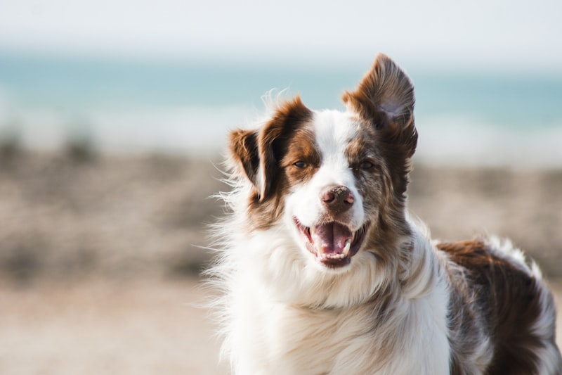 Best Brushes for Husky Shedding Season