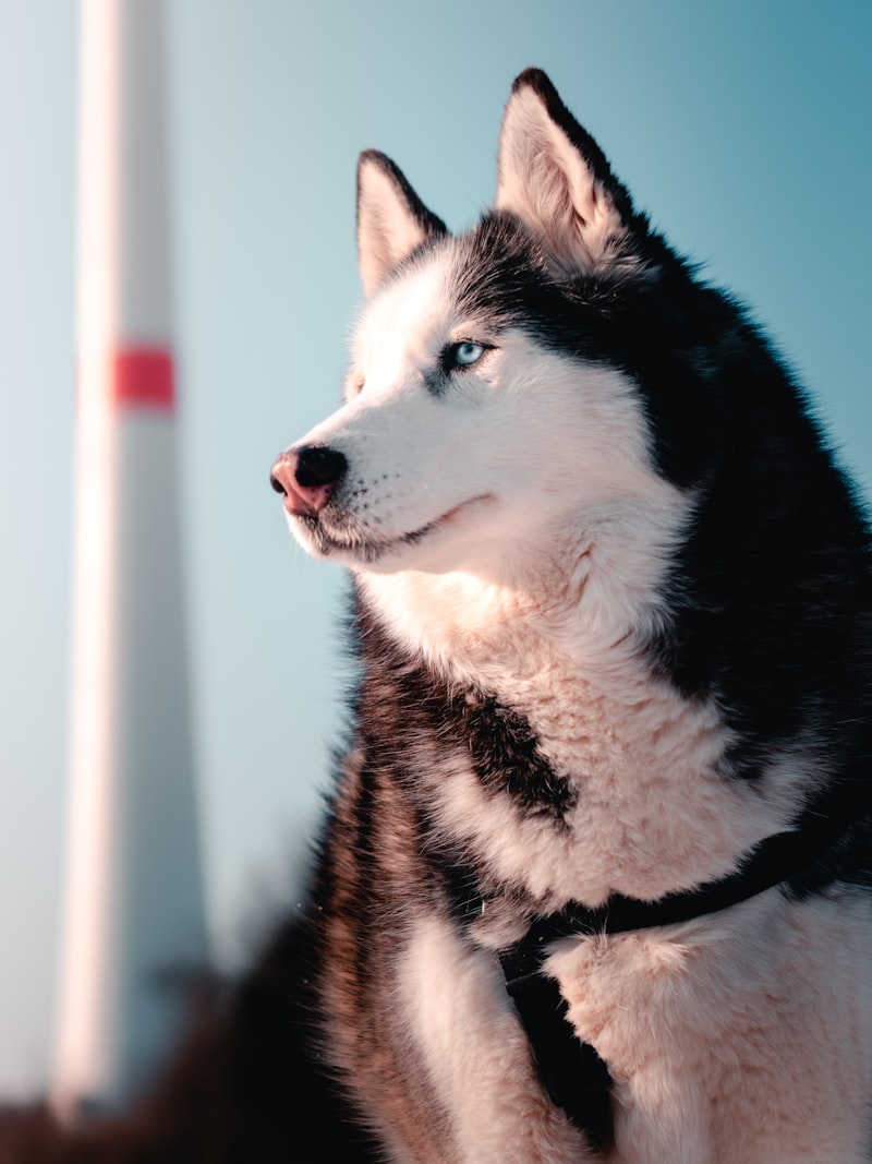 Best Crates for Huskies: Size Guide & Reviews