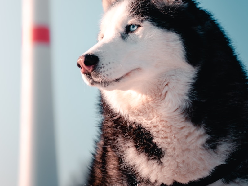 Why Do Huskies Run Away? Preventing Escape Behavior