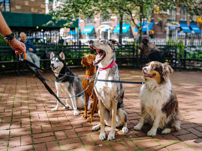 Why Do Huskies Throw Tantrums? Dealing With Stubborn Behavior