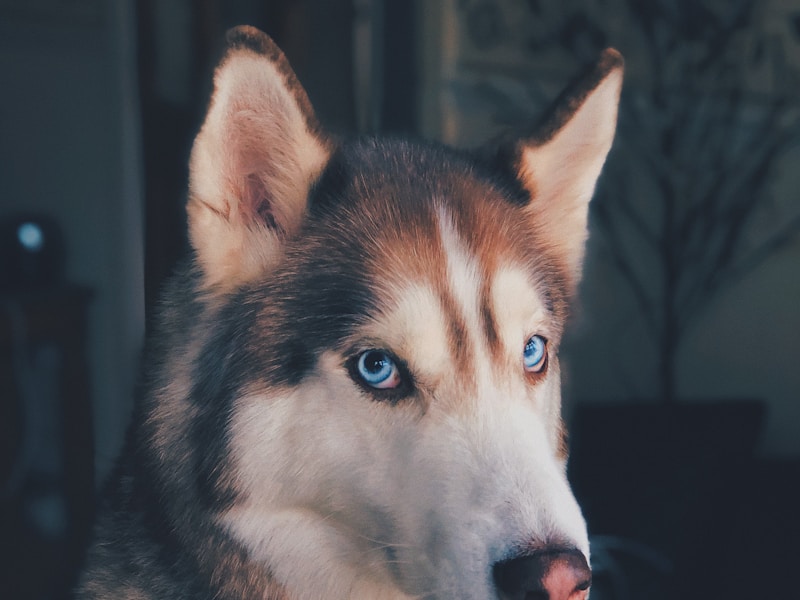Best Puppy Food for Huskies: Top 5 Picks