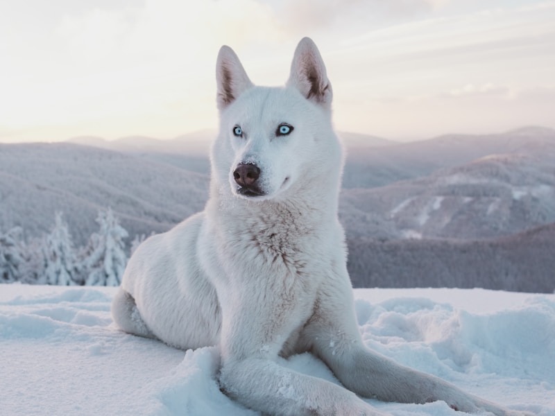 Do Huskies Get Along With Cats? Tips for Multi-Pet Homes