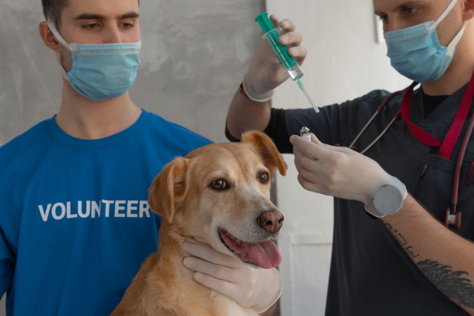Husky Puppy Vaccinations: A Complete Guide