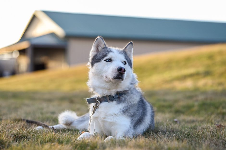 Best GPS Tracker for Huskies (2026) — Tested & Ranked