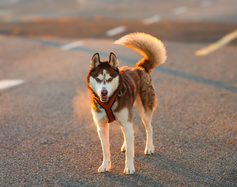 Best Harness for Huskies (2026) — 5 Picks That Actually Stop Pulling